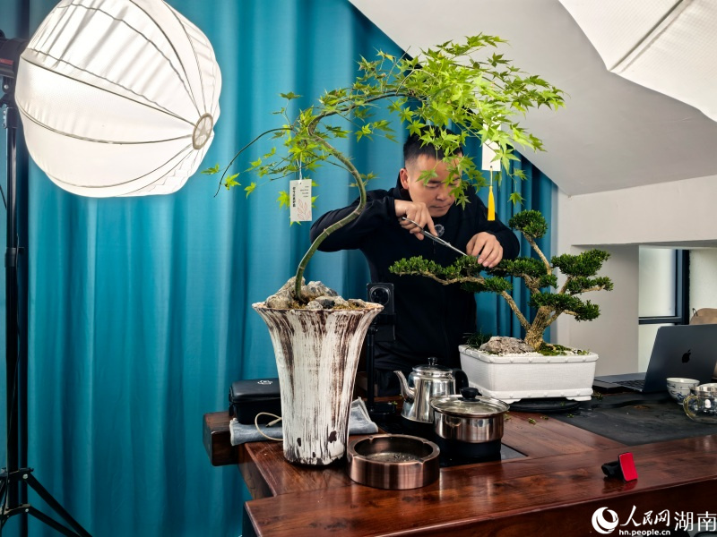 视频直播小盆景的打造。人民网记者 林洛頫摄