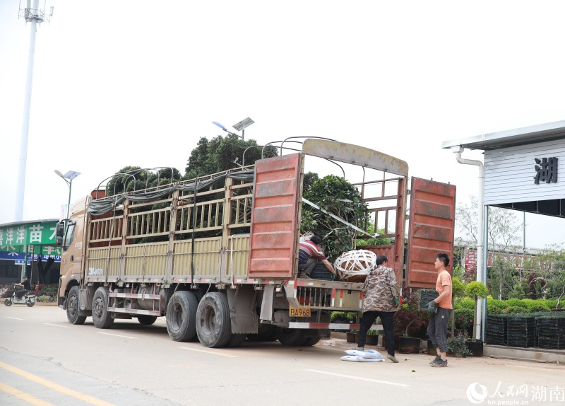 装车准备发往全国各地的苗木。人民网记者 林洛頫摄