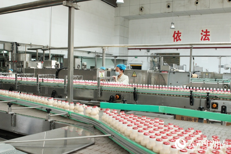 小洋人乳制品正從生產線加工完成。人民網記者 林洛鈷攝