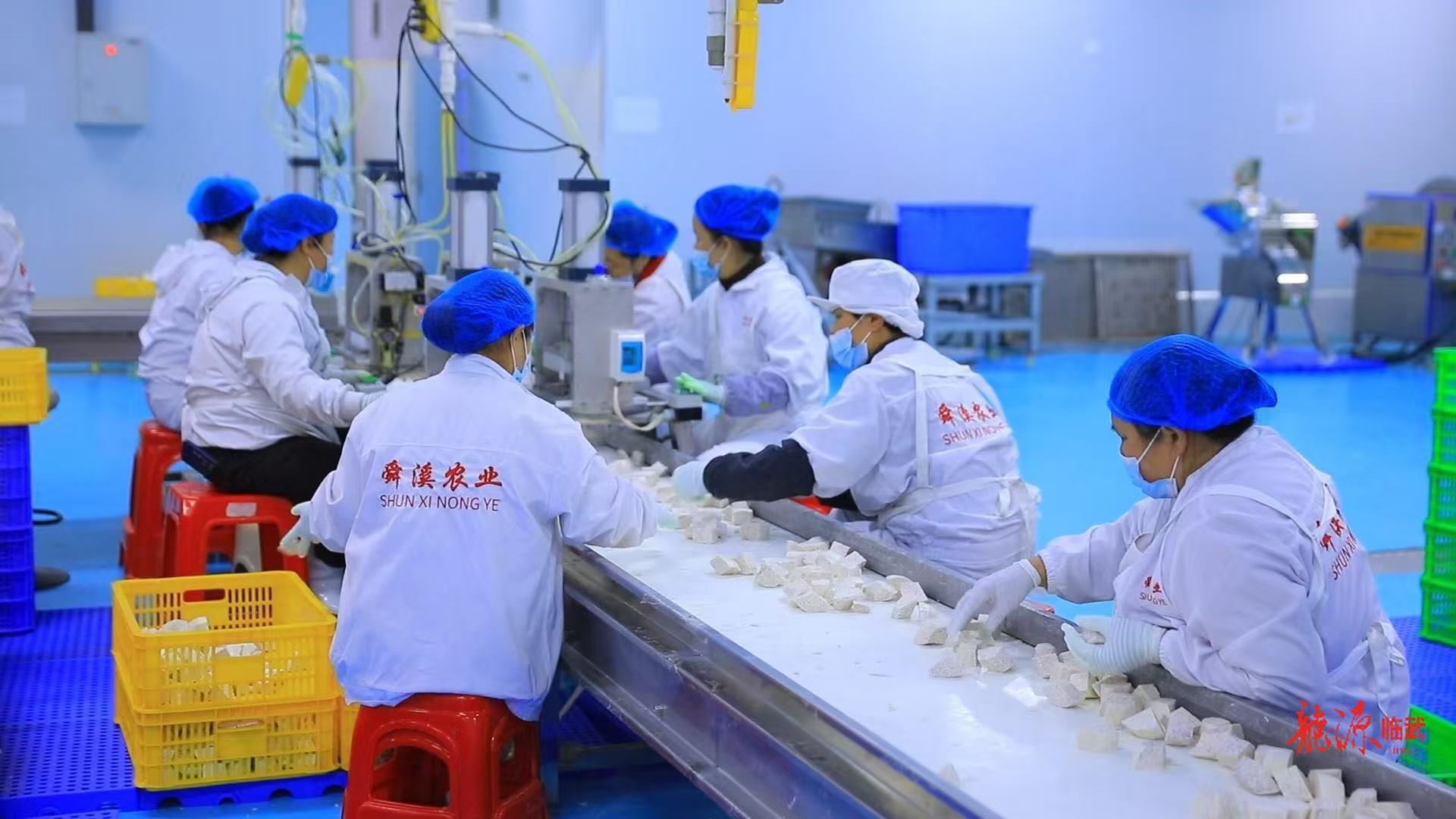 舜溪农业加工车间现场。受访单位供图