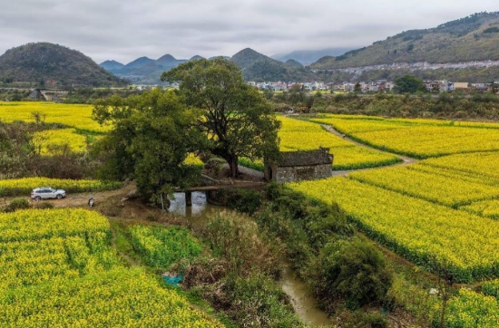 潇贺古道上油菜花开。蒋克青摄