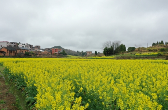 ��������Ͳ˻�������Ũ ��������������