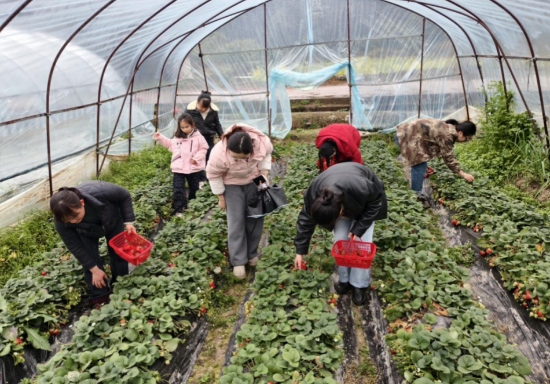 游客採摘草莓。傅昂攝
