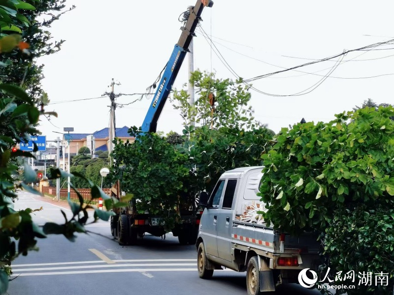苗木正在進行裝車運輸。人民網記者 林洛頫攝