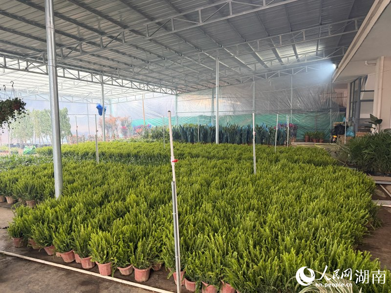 苗圃裡等待銷售的植物。人民網記者 林洛頫攝