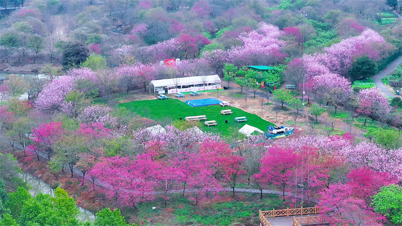 5000余株櫻花競相綻放。彭玲莉攝