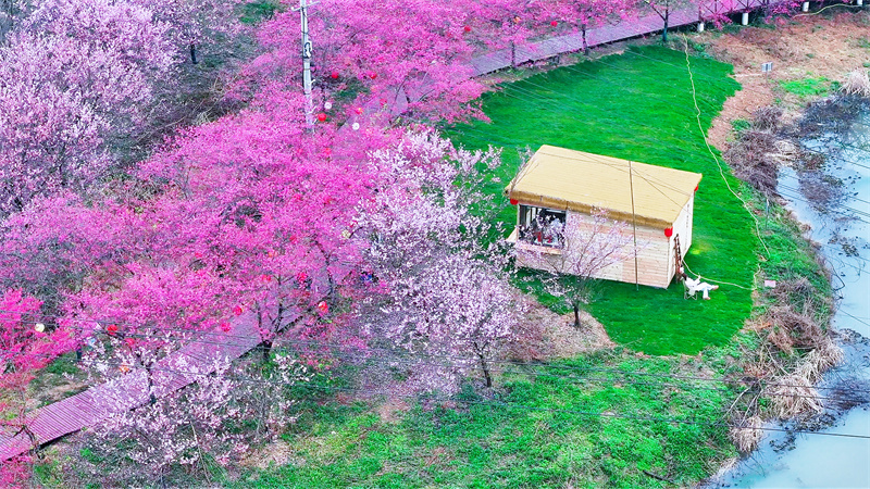 以花為媒，助力鄉村旅游發展。彭玲莉攝