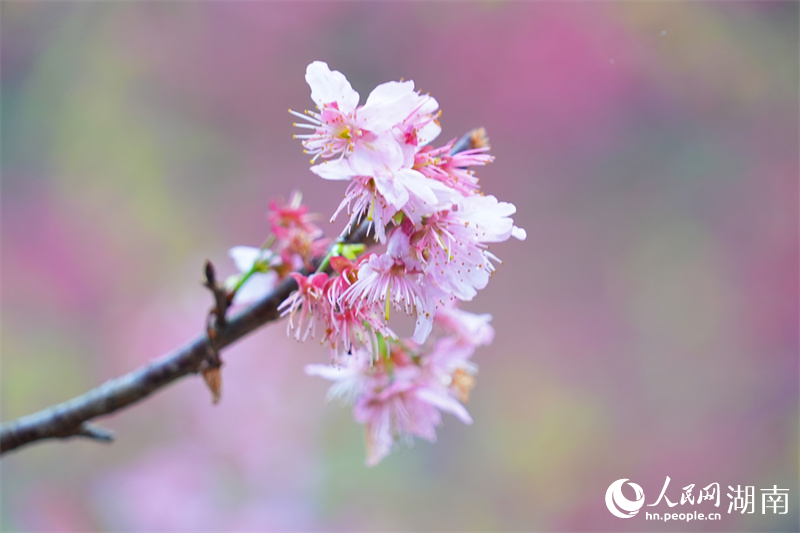 櫻花盛放。人民網記者 吳茜薇攝