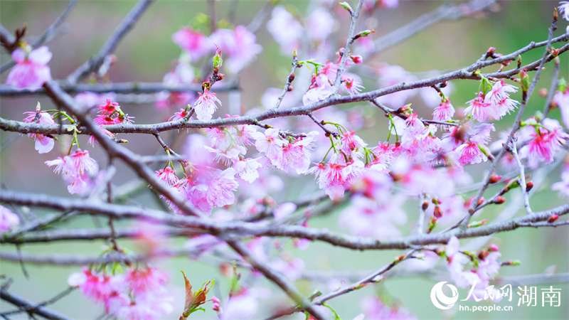 櫻花迎來最佳觀賞期。人民網記者 吳茜薇攝