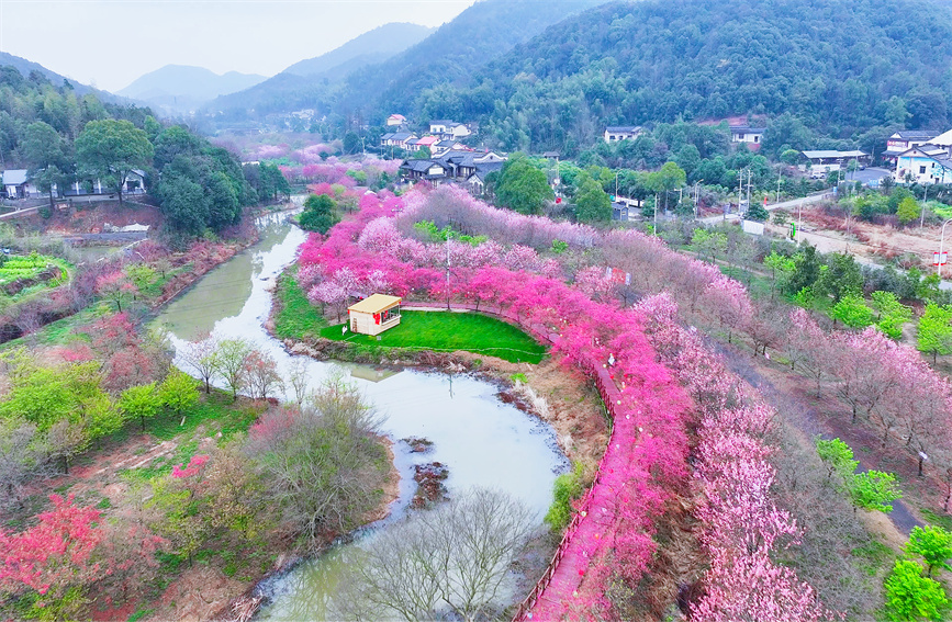 湖南湘潭七星村：樱花绽放醉游人