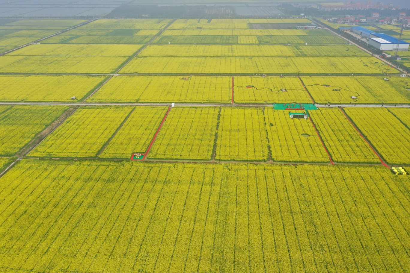 油菜花爭相開放。單位供圖