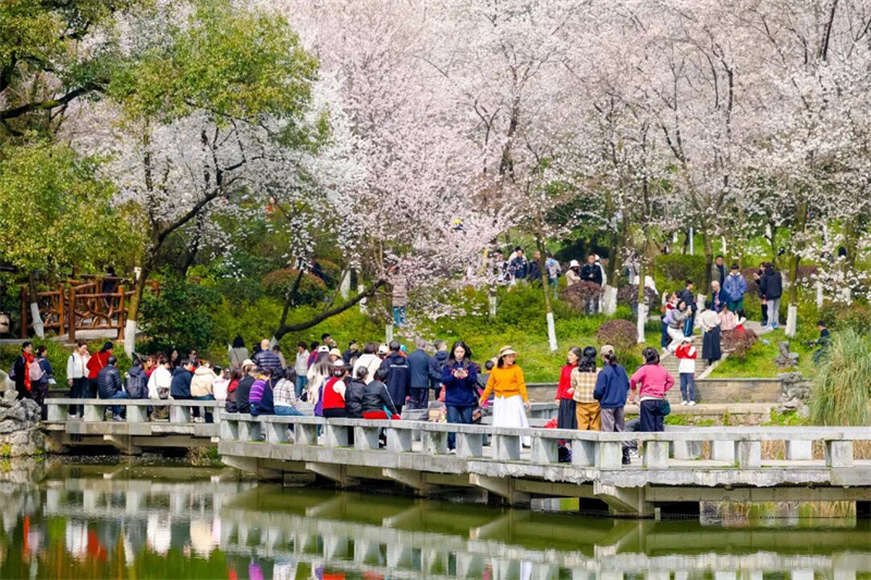 園內千株早櫻次第綻放。主辦單位供圖