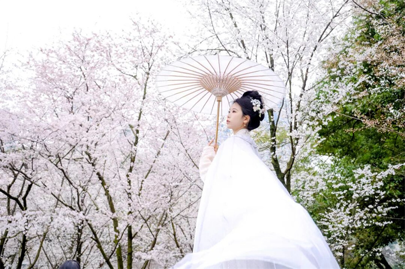 身著漢服的游客在櫻花樹下打卡。主辦單位供圖