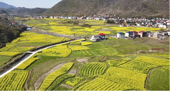 田塘村、清溪村片区油菜花开。杨必勤摄