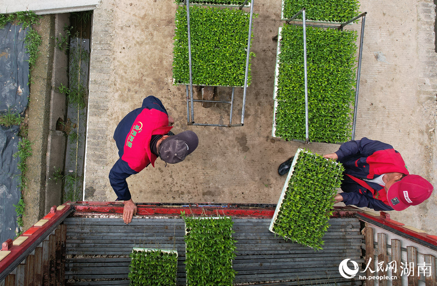 工人把蔬菜秧苗搬上运输车。人民网记者 刘宾摄