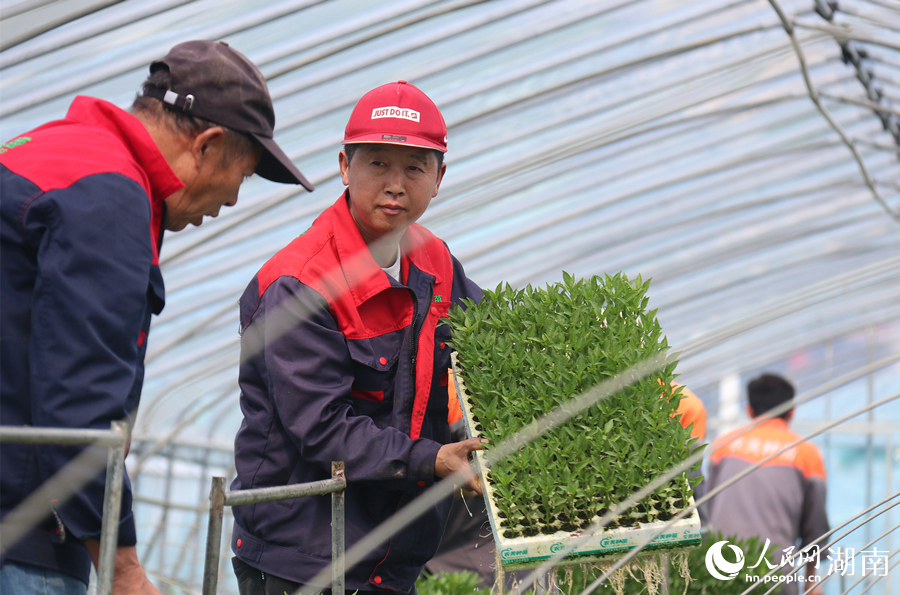 起苗。人民网记者 刘宾摄
