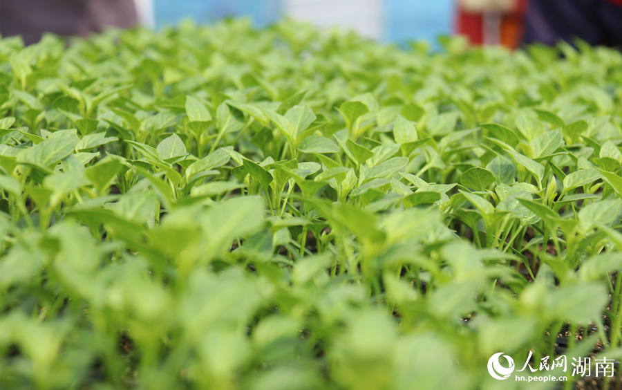 青翠的辣椒苗。人民網記者 劉賓攝