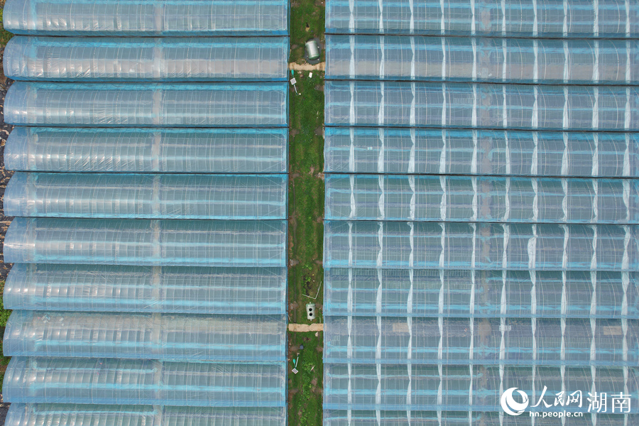 蔬菜苗大棚。人民网记者 刘宾摄