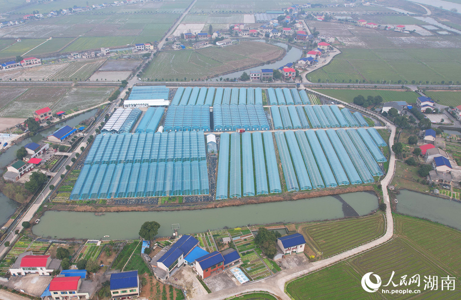 位于长沙市望城区的农美蔬菜种苗基地。人民网记者 刘宾摄