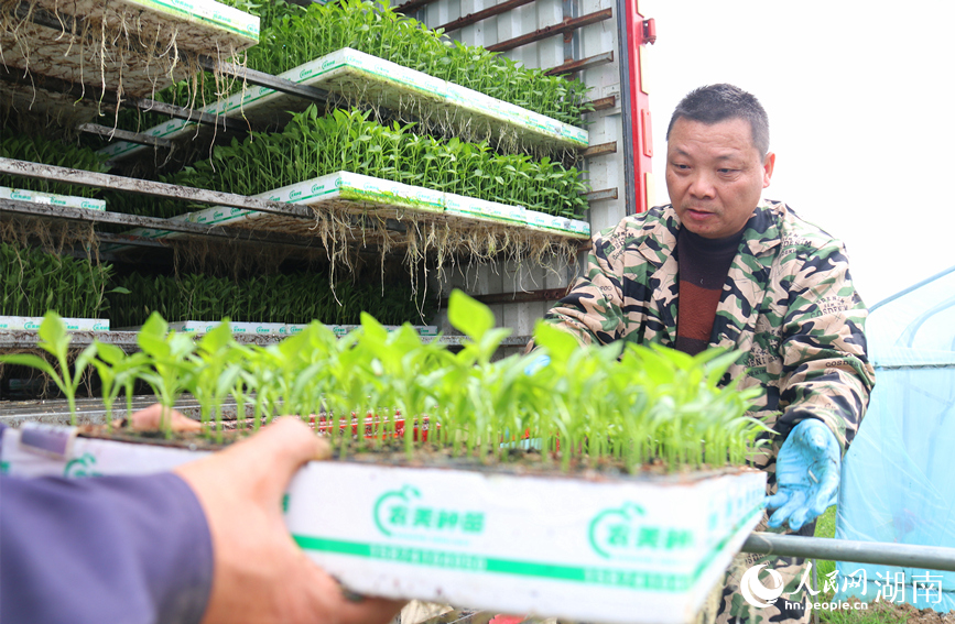 秧苗“出仓”。人民网记者 刘宾摄