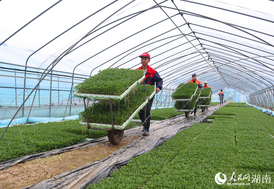 運送秧苗。人民網記者 劉賓攝