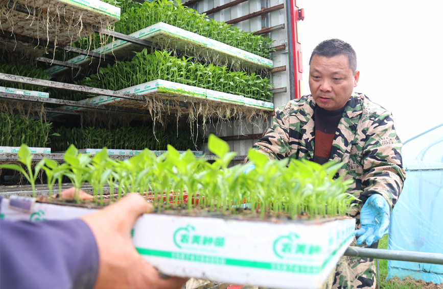 湖南：种苗“出仓”春耕忙