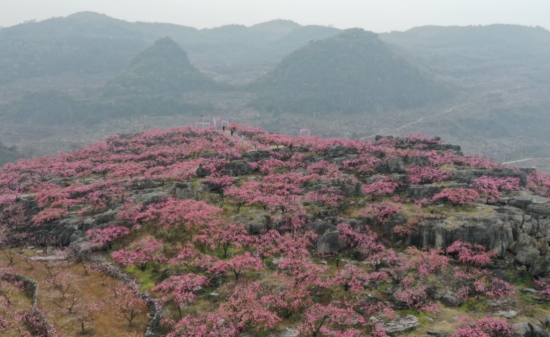 石山上的桃花次弟绽放。陈平成摄