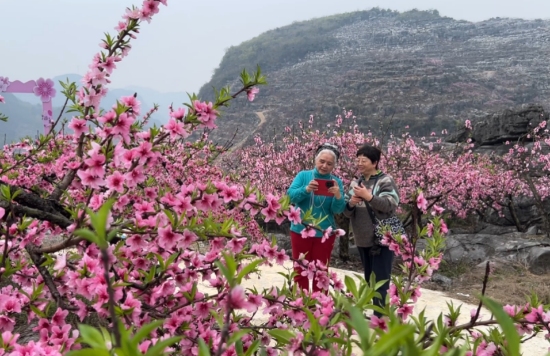 游客在桃花园里拍照打卡。陈平成摄