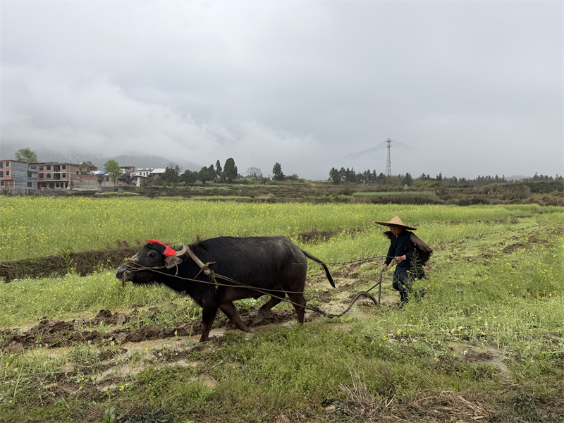 春耕祈福。全子玉摄