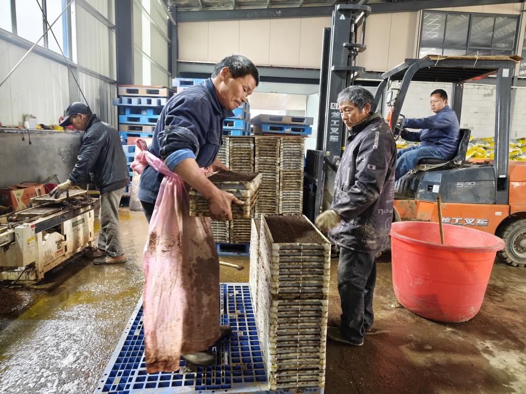 农户正在进行早稻育秧。 单位供图