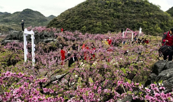 桃園裡桃花盛開游人如織。田海忠攝