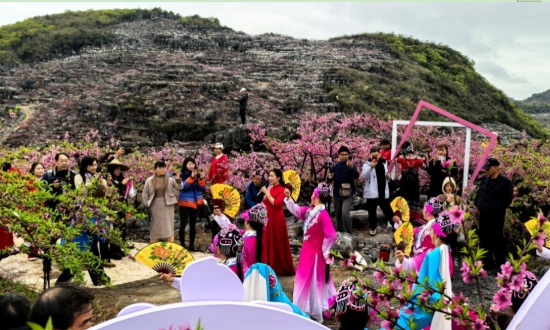 石山上的桃園裡熱鬧非凡。田海忠攝