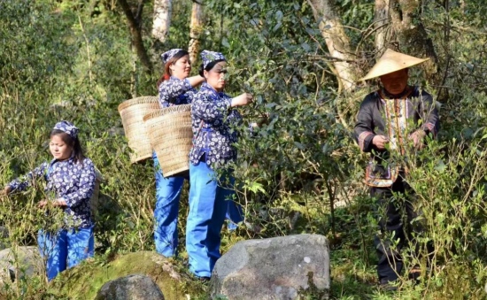 舜皇山头采。受访单位供图