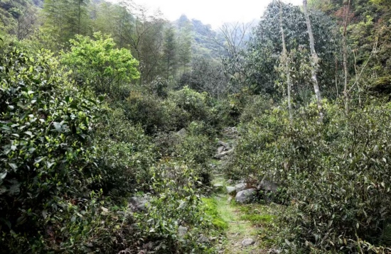 舜皇山野茶林。受访单位供图