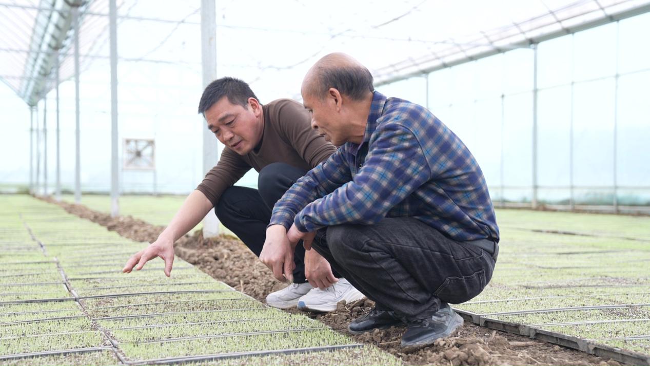 农技人员在周圣标的集中育秧基地里进行技术指导。受访单位供图