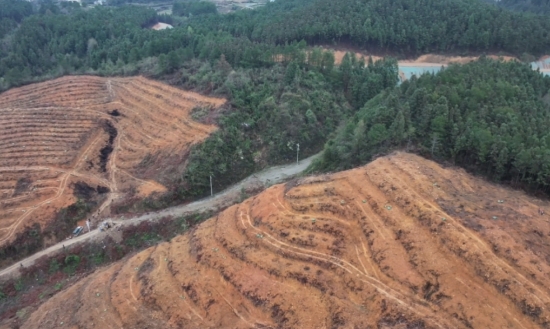 大干村油茶基地。夏云凤摄