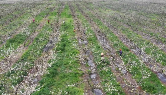 果农在授粉中。黄春华摄