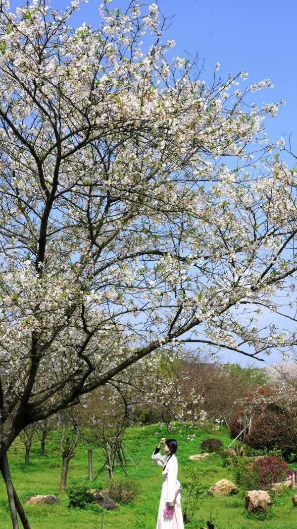 樱花园为游客铺开一幅春日画卷 单位供图