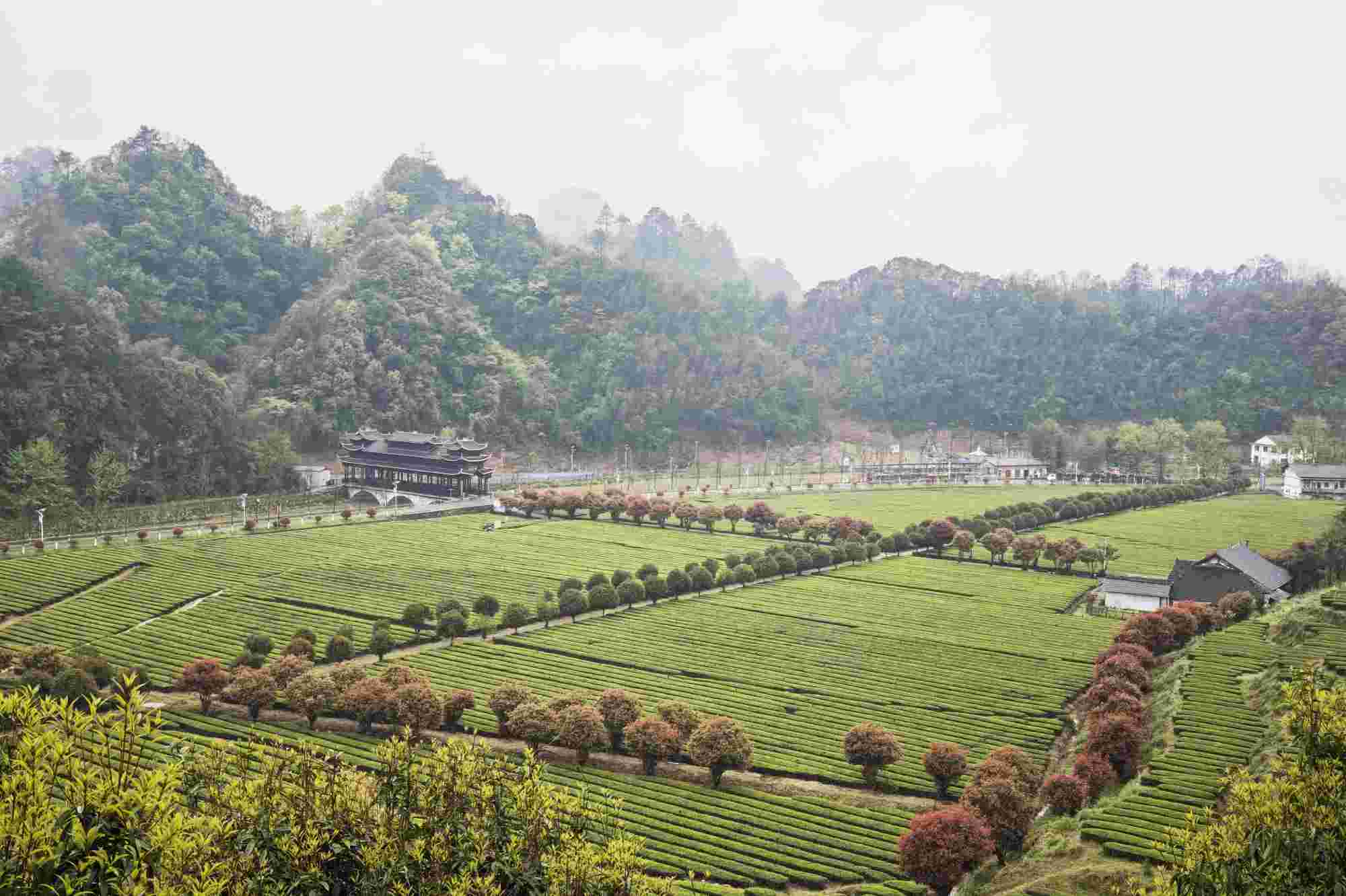 辰龙关茶旅融合产业园。瞿云摄