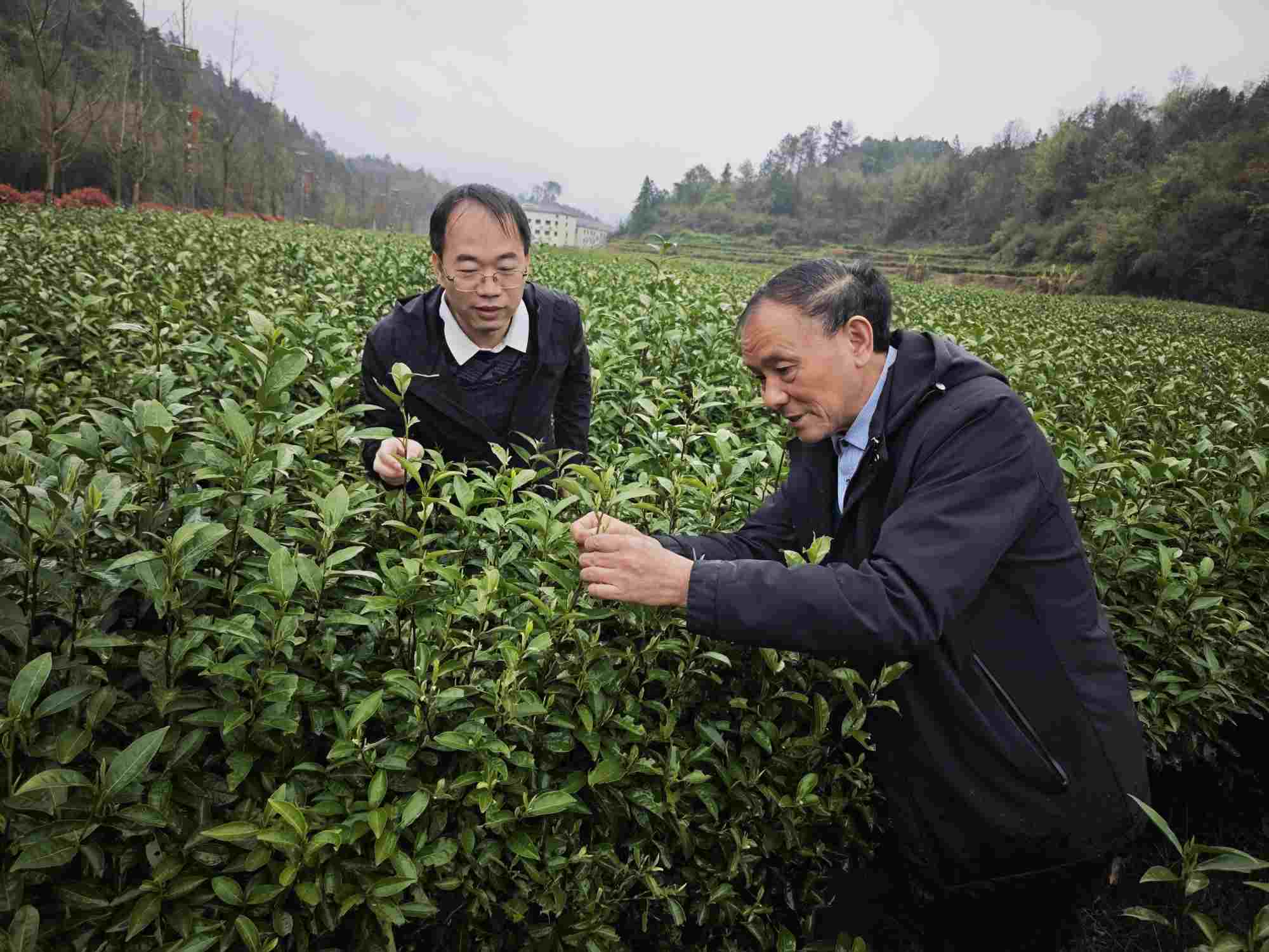 干发茶叶负责人张干发(右)在茶园察看长势。瞿云摄