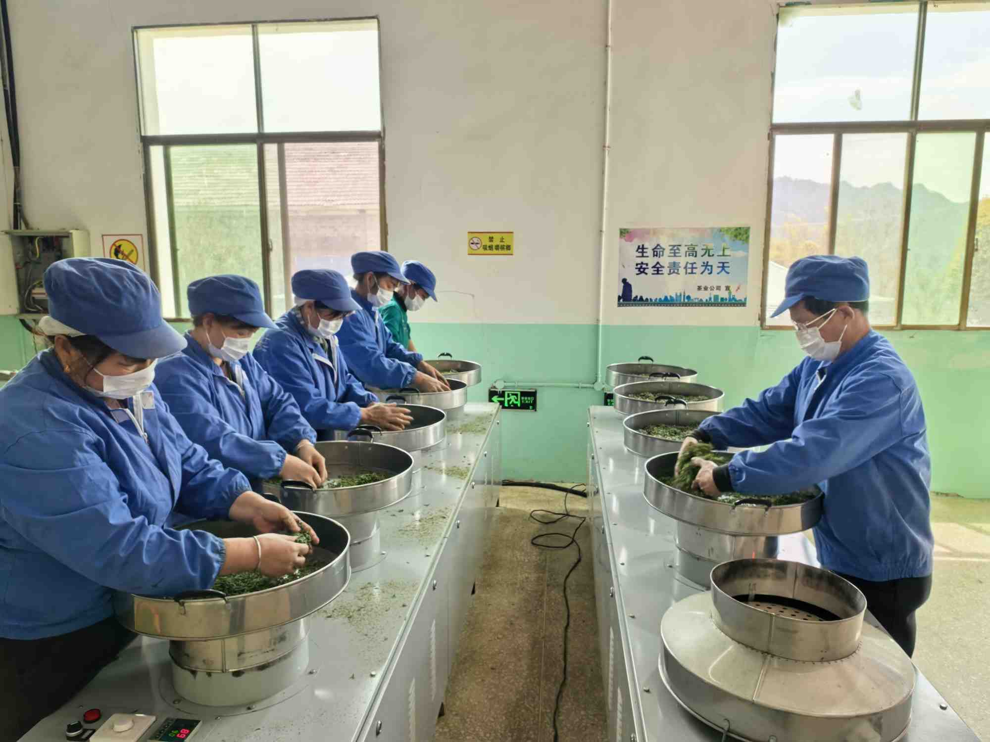 碣滩茶集团有限公司加工现场。李晋中摄