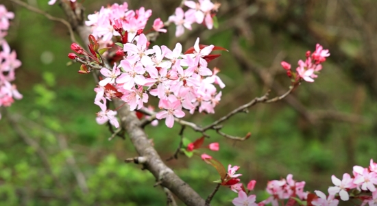 舜皇山春日花景。受访单位供图