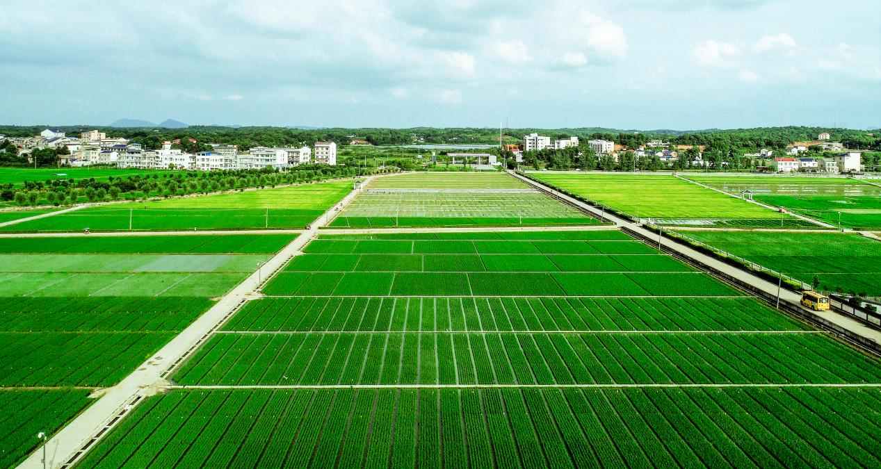 隆平高科优质水稻种业繁育场景。单位供图