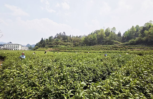 沅陵碣滩茶园采摘正忙。瞿云 摄