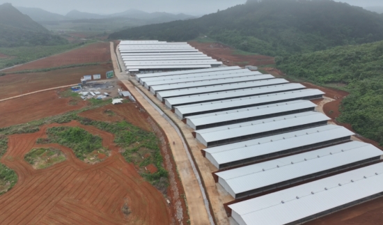 肉鸽基地（右）与大豆玉米带状复合种植基地（左）。王辉摄