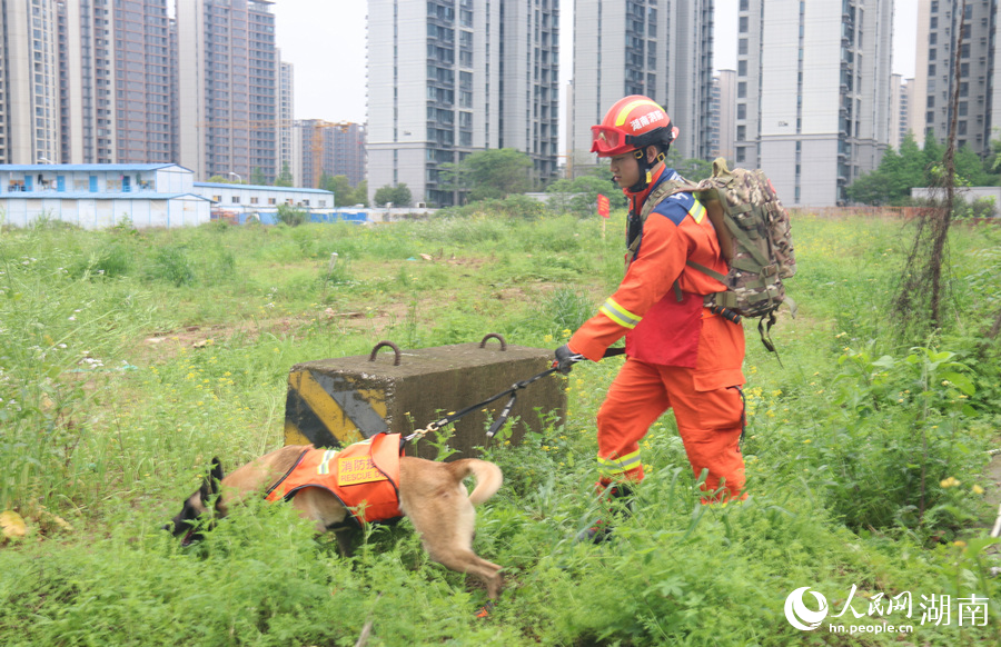 消防员带领搜救犬开展搜救。人民网记者 刘宾摄