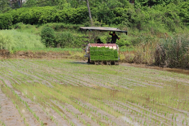 田间农民使用机器种植秧苗。受访单位供图