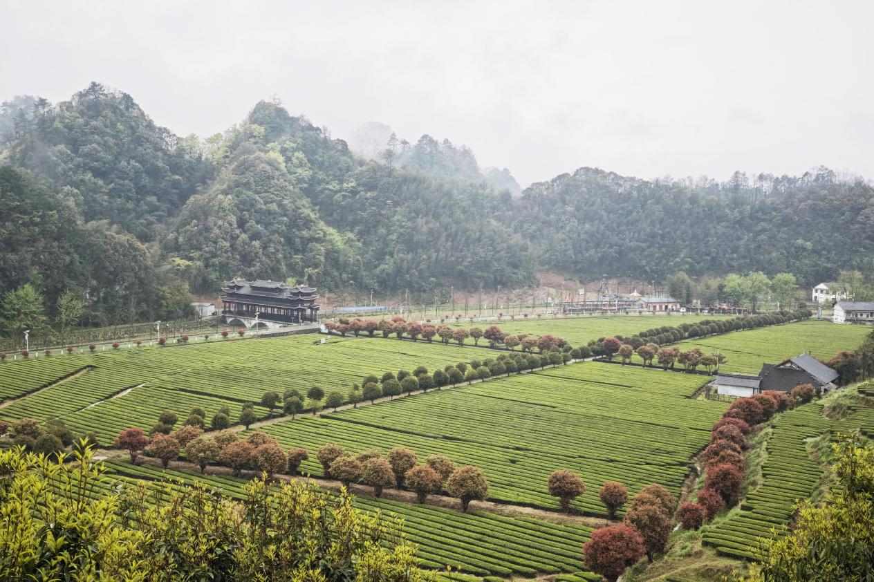 沅陵碣滩茶茶园。瞿云摄