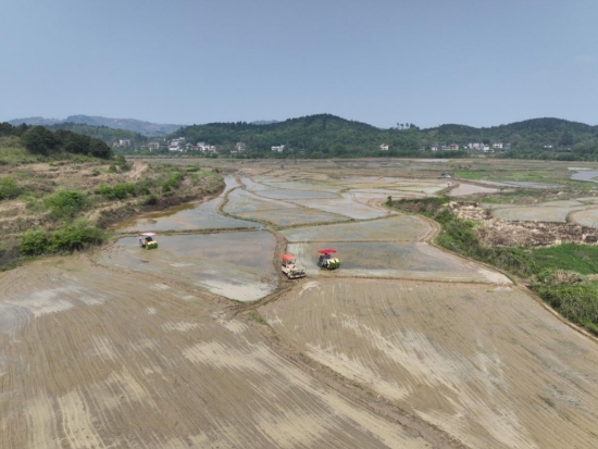 大樹腳村種糧大戶楊新民正在插秧。受訪單位供圖