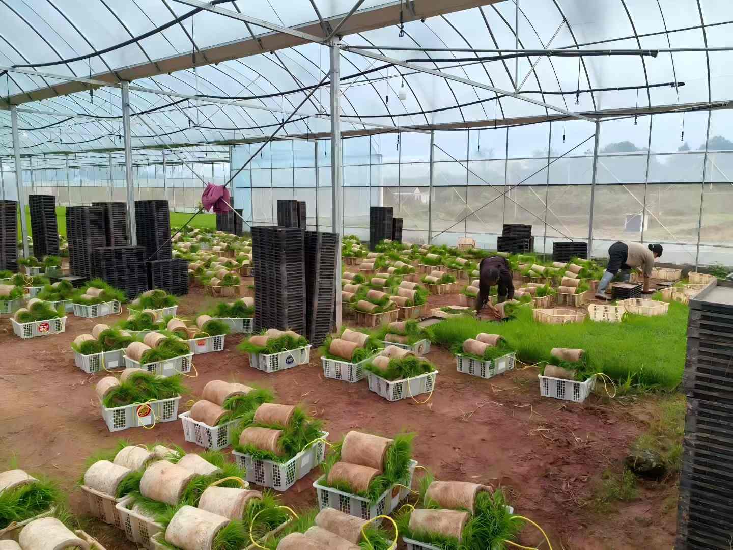 在衡南世源农业发展有限公司，种植户把育秧大棚的秧苗进行打捆，以便后续移栽。衡南融媒供图